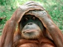 {#Oh-My-God%2C_Orangutan.jpg}