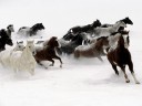 {#Galloping_Horse_Herd.jpg}