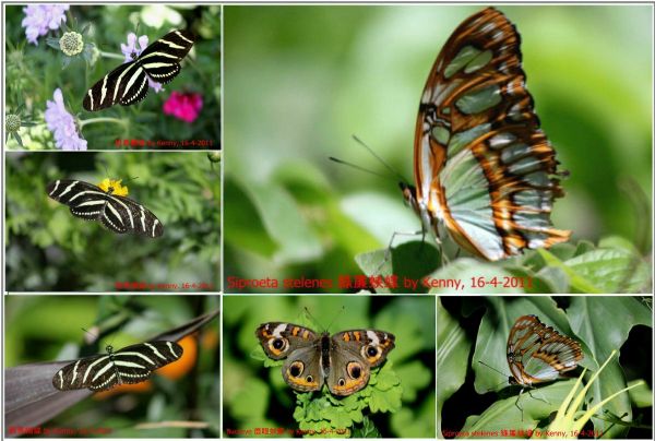 {#butterfly-6photo frame-a.jpg}