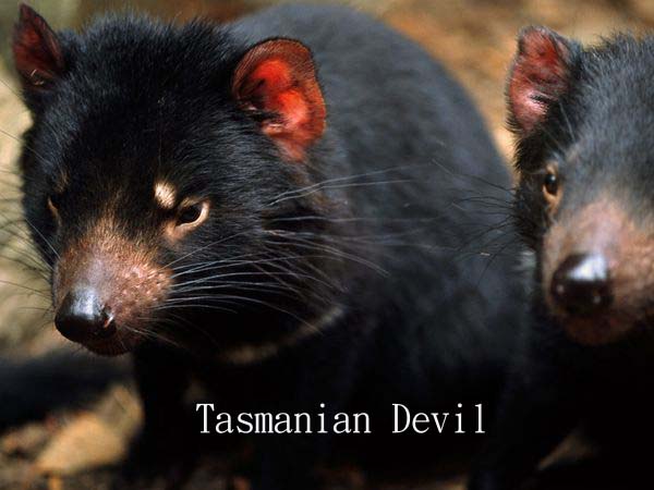 {#Tasmanian Devil.jpg}