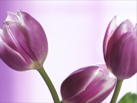 {#tulip in lavender.jpg}