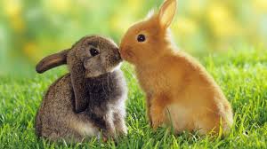 {#Easter Rabbits.jpg}