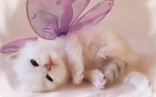 {#Cute-Kitten-Wallpaper-kittens-16094693-1280-800.jpg}