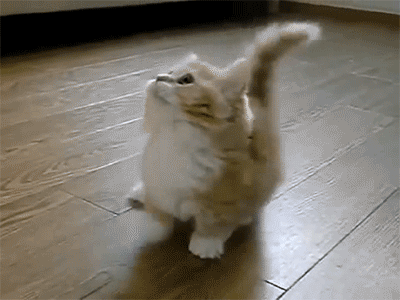 {#Cute-Tap-Dancing-Kitten-GIF.gif}