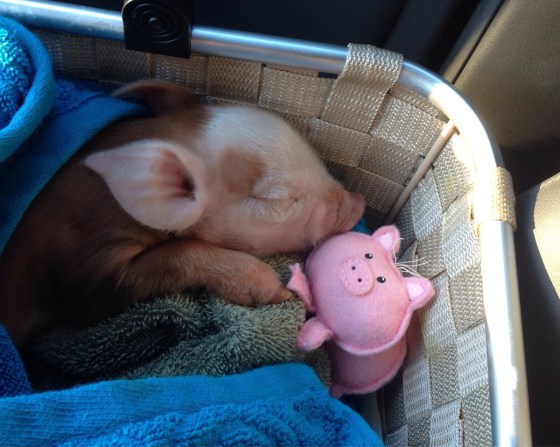 {#i-had-to-give-back-the-piglet-i-was-babysitting-today-so-i-gave-her-a-piggie-of-her-own-for-the-road-imgur.jpg}