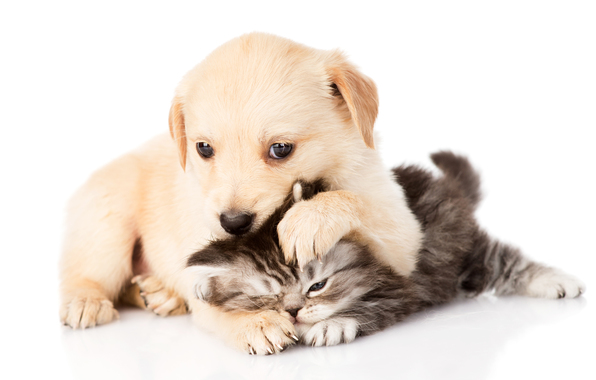 {#kitten-puppy-couple-kotenok.jpg}