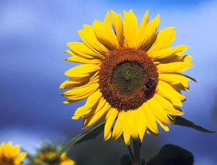 {#sunflower.jpg}